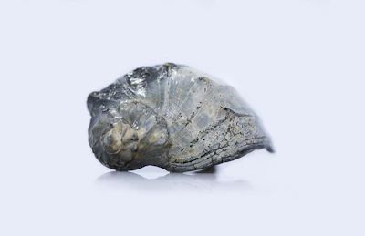 A close-up of a beautifully preserved trilobite fossil resting on a rustic wooden display.