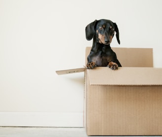 black and brown Dachshund standing in box