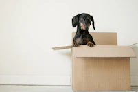 black and brown Dachshund standing in box