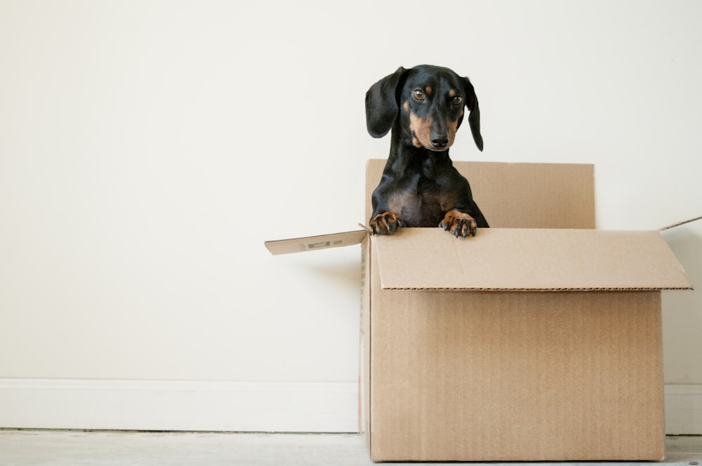 Perro salchicha negro y marrón de pie en caja