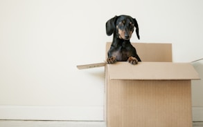 black and brown Dachshund standing in box