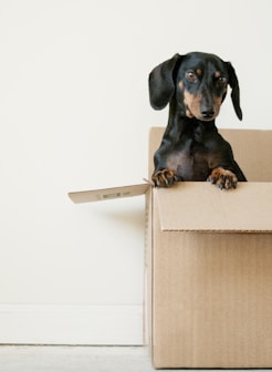 black and brown Dachshund standing in box