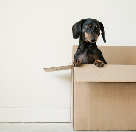 black and brown Dachshund standing in box