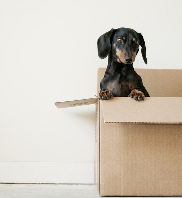 black and brown Dachshund standing in box