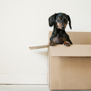 black and brown Dachshund standing in box