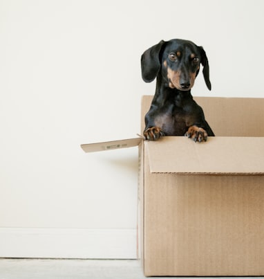 black and brown Dachshund standing in box