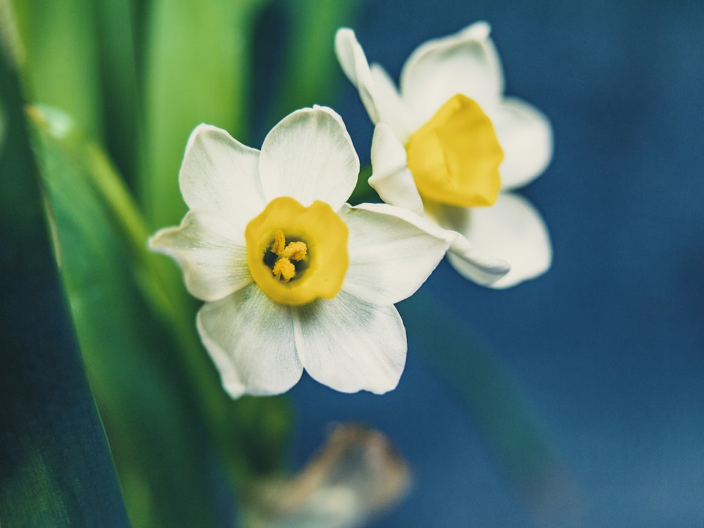 photo of yellow and white flowers