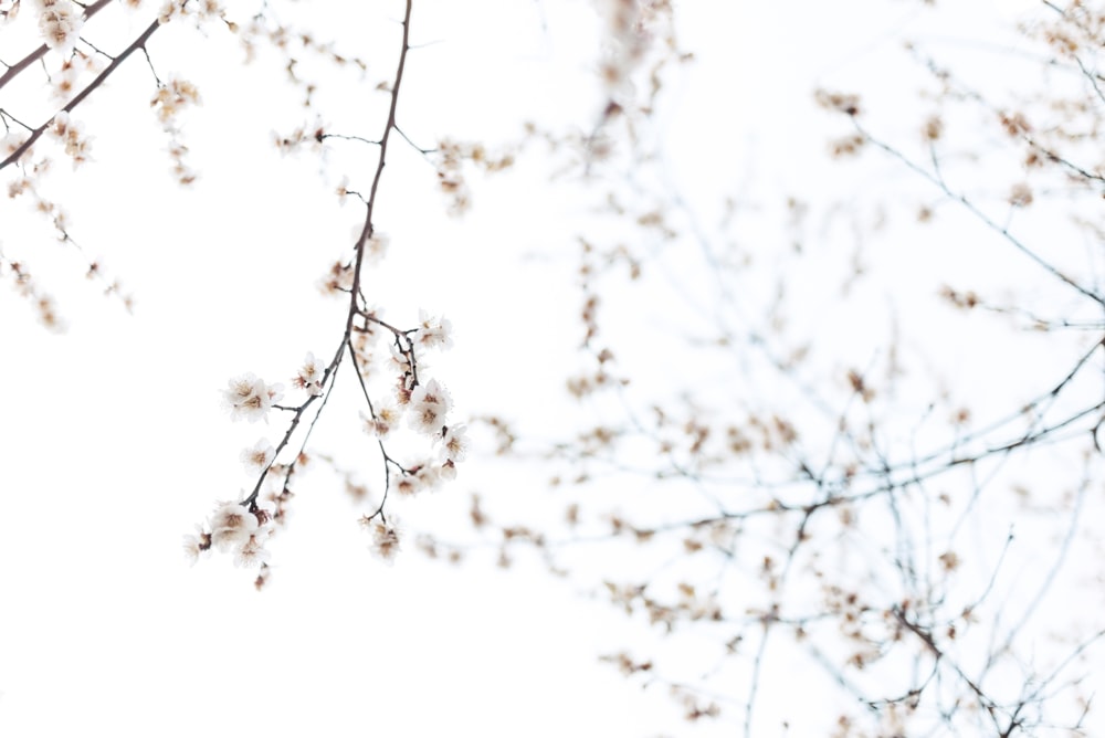 white petaled flowers close-up photography