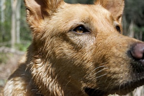 A close-up of a joyful dog with a wet nose and bright eyes after a lakeside splash