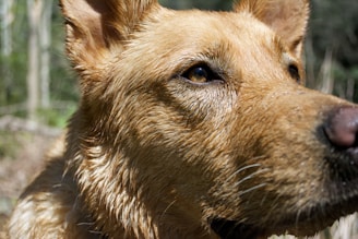A close-up of a joyful dog with a wet nose and bright eyes after a lakeside splash