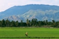 person farming on rice field