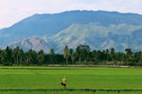 person farming on rice field