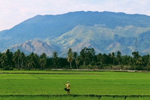 person farming on rice field