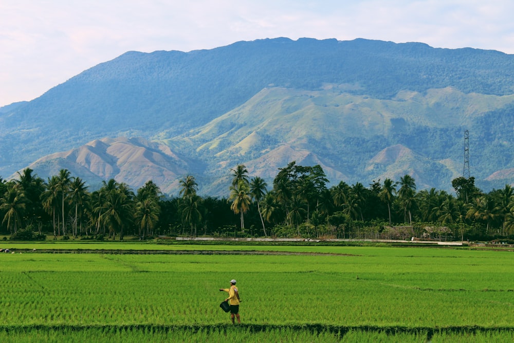 Persona que cultiva en un campo de arroz