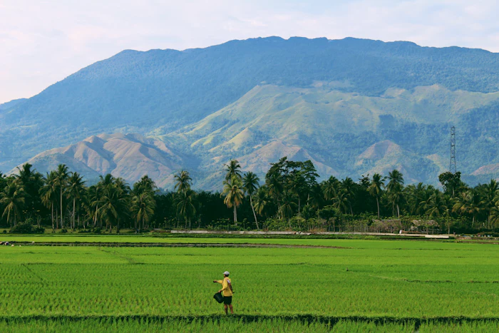 Terraced green fields running towards distant hills