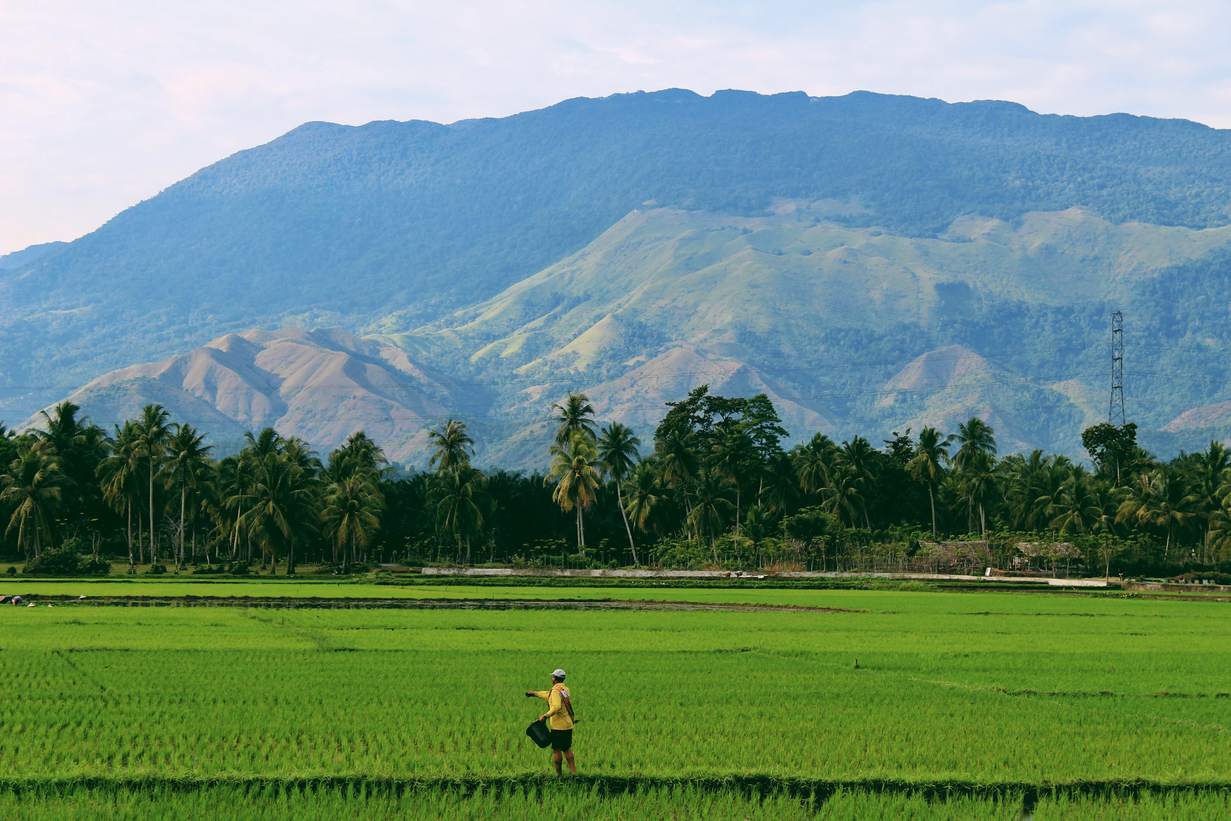 Rice field