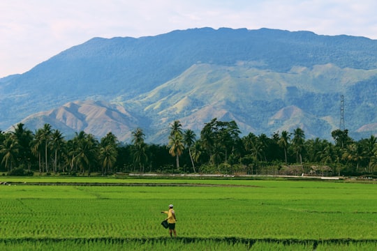 person farming on rice field in Aceh Indonesia