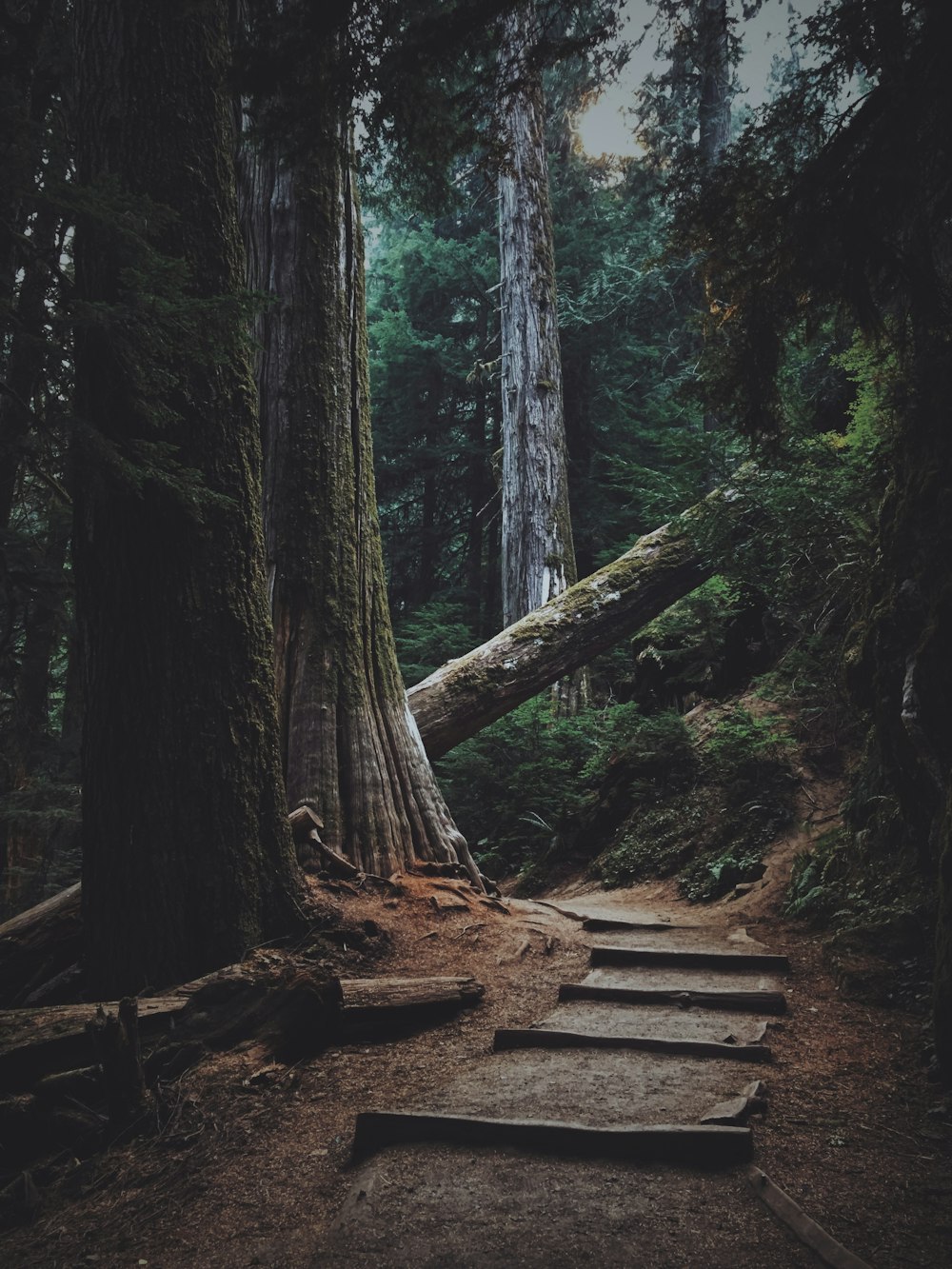 alberi forestali con sentiero