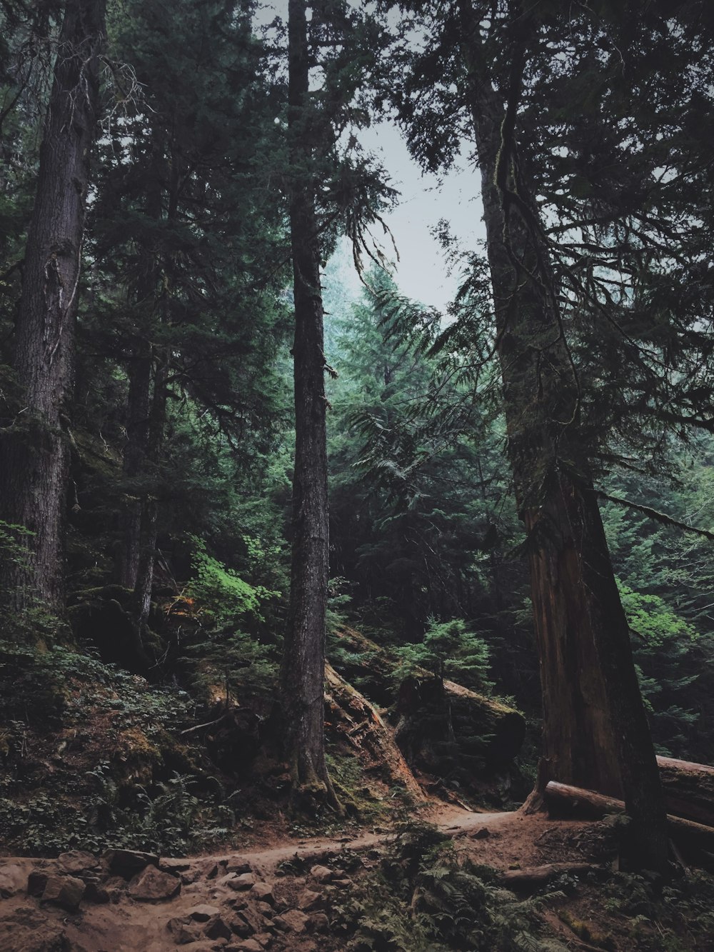 Foto von Wäldern