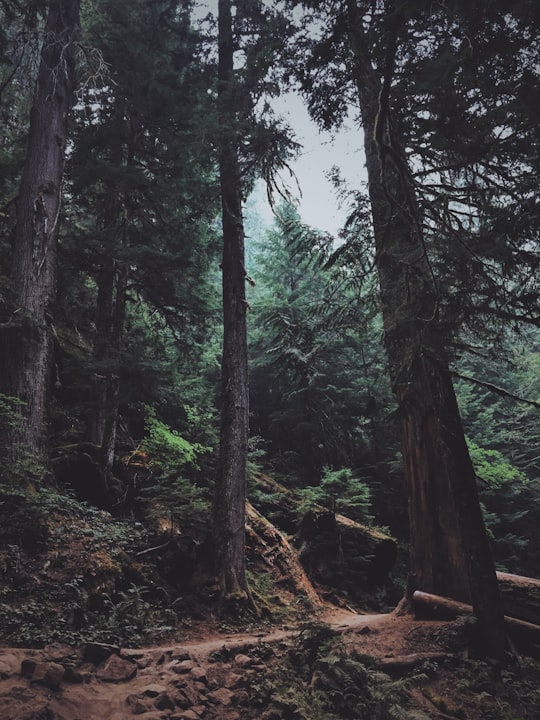 photograph of woods in Gifford Pinchot National Forest United States