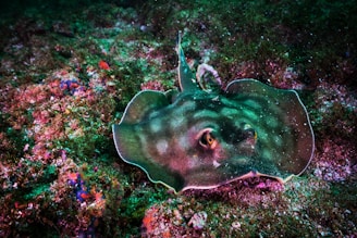 black manta ray underwater photography