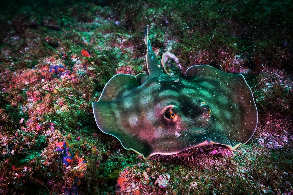 Photographie sous-marine de raie manta noire