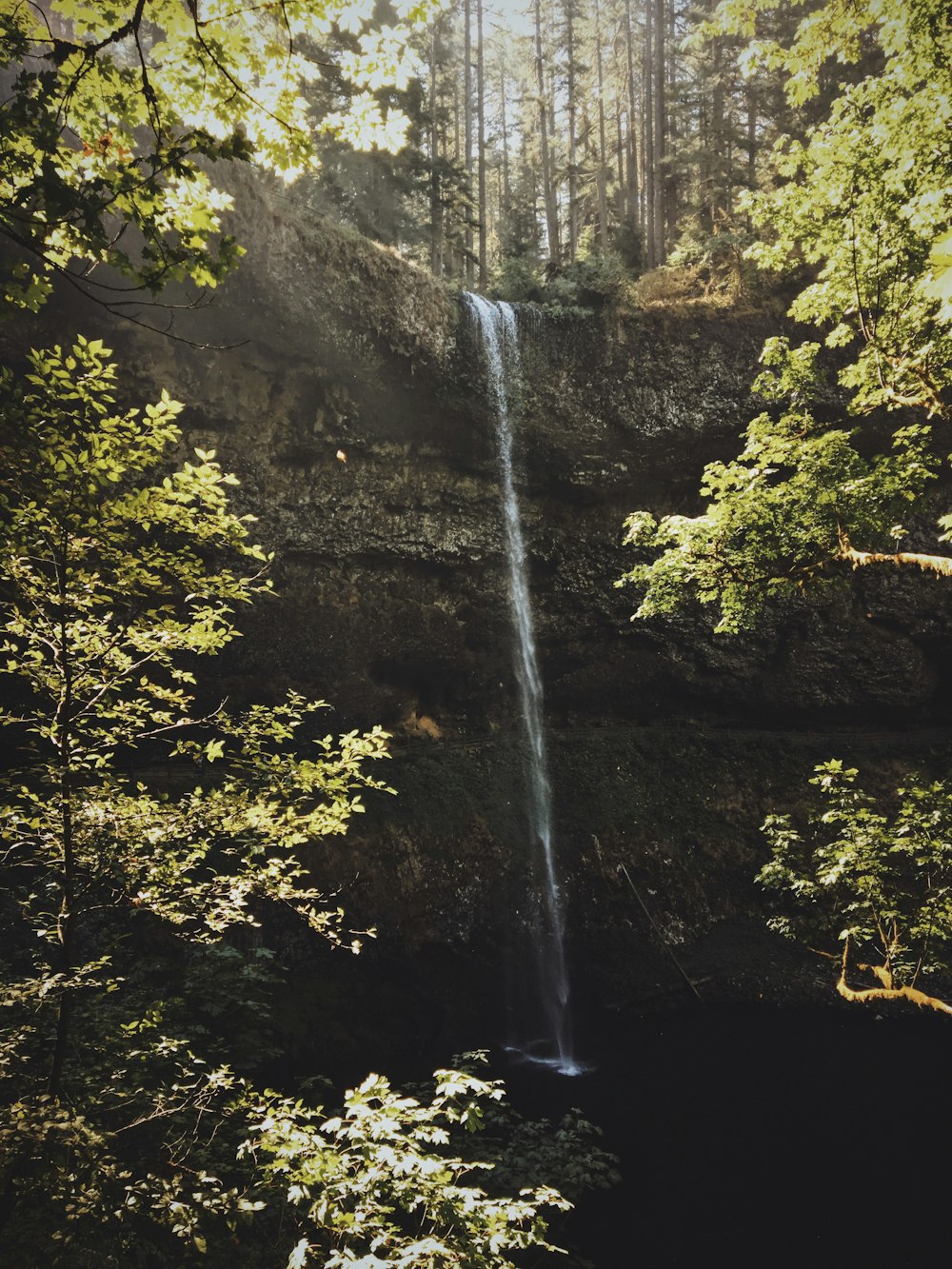 waterfalls surrounded with trees