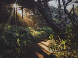 Soft sunlight filtering through leaves onto a quiet woodland trail.