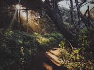 Sunlight filtering through tall trees along a quiet Blue Ridge trail, motorcycles parked nearby.