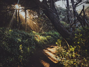 Sunlight filtering through trees onto a well-worn trail that inspires writing adventures.