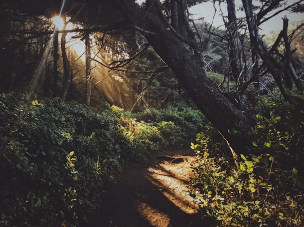 Carl exploring a forest trail, sunlight filtering through the leaves.