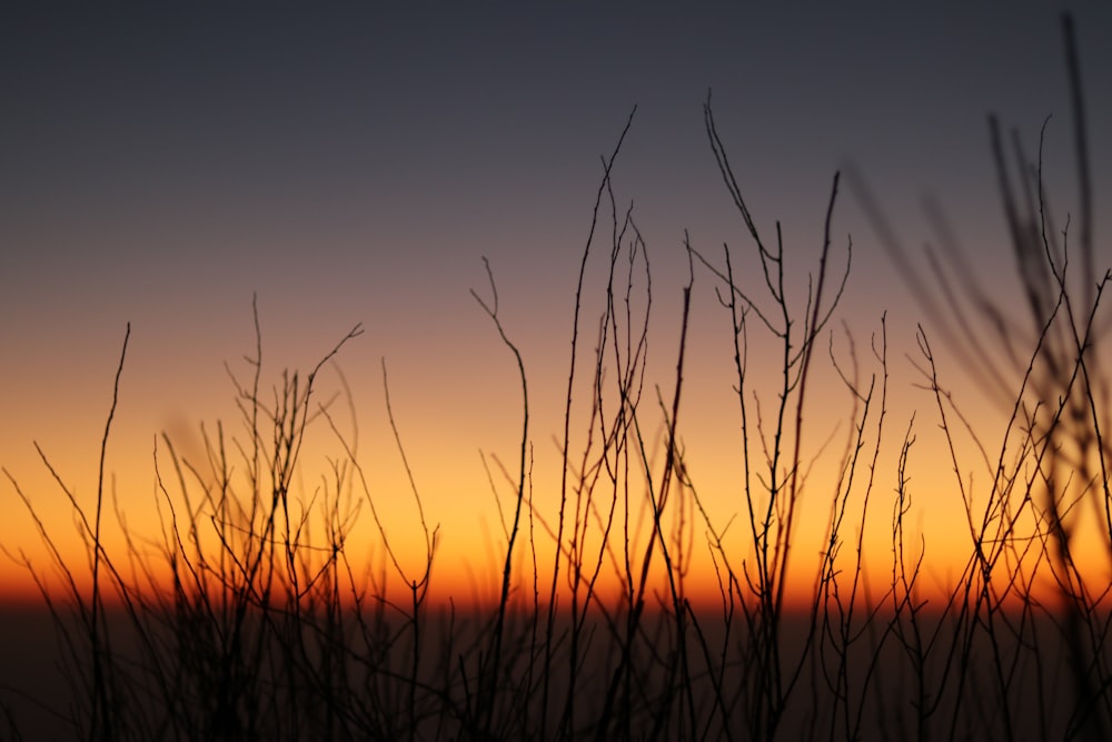 brown twigs during daytime