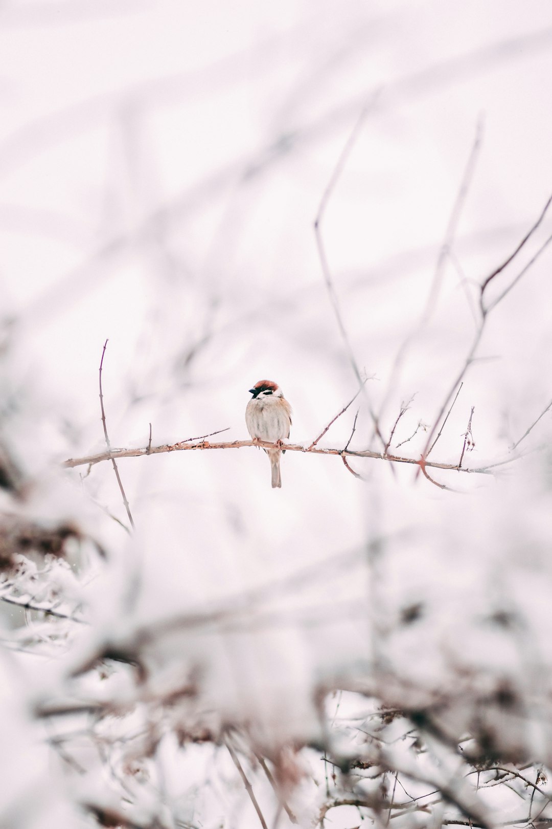 Wildlife photo spot Ammerud Nesodden