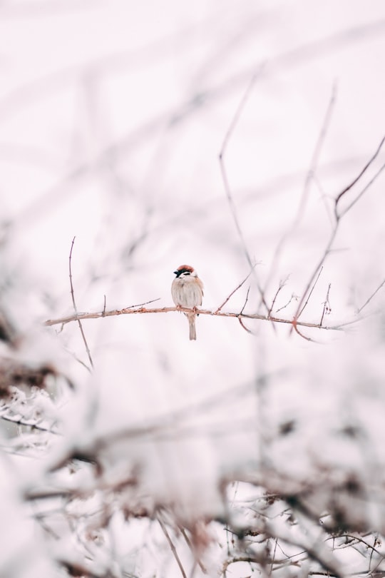 brown sparrow on tree branch in Ammerud Norway