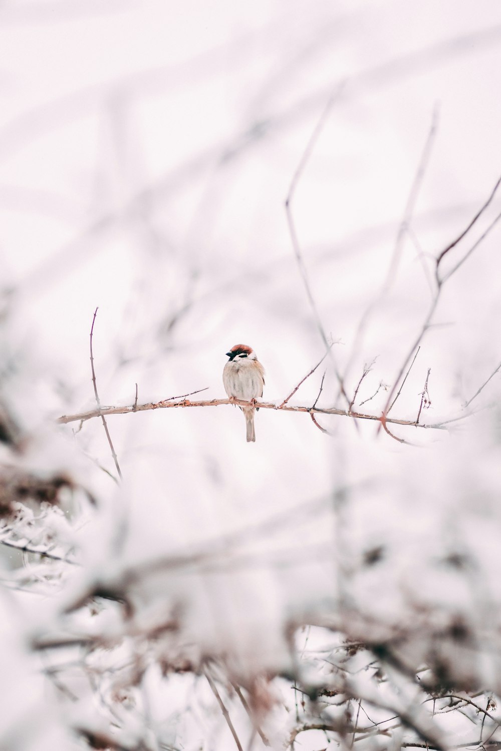 brown sparrow on tree branch