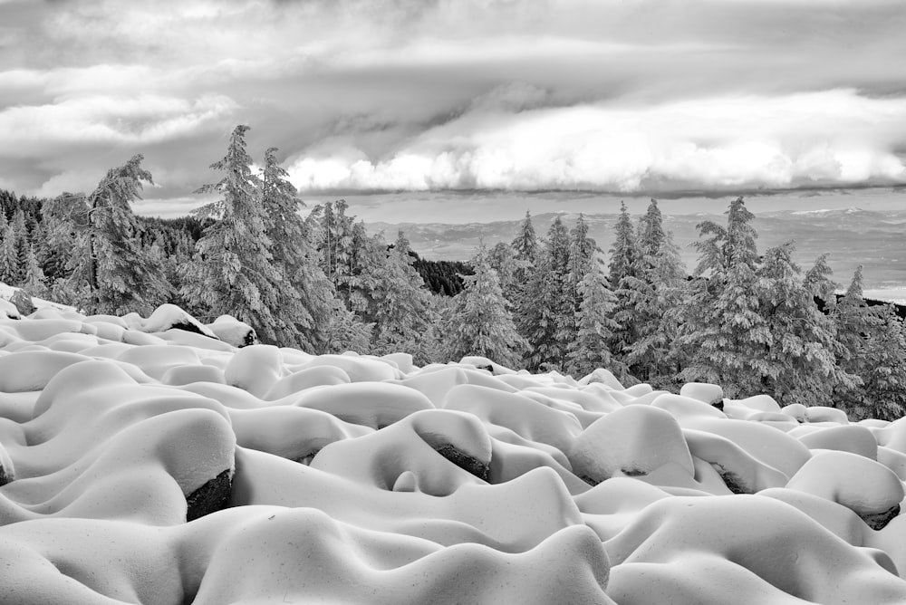 grayscale photography of trees with snow
