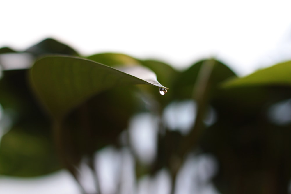 나뭇잎 위에 맺힌 물이슬의 선택적 초점 사진