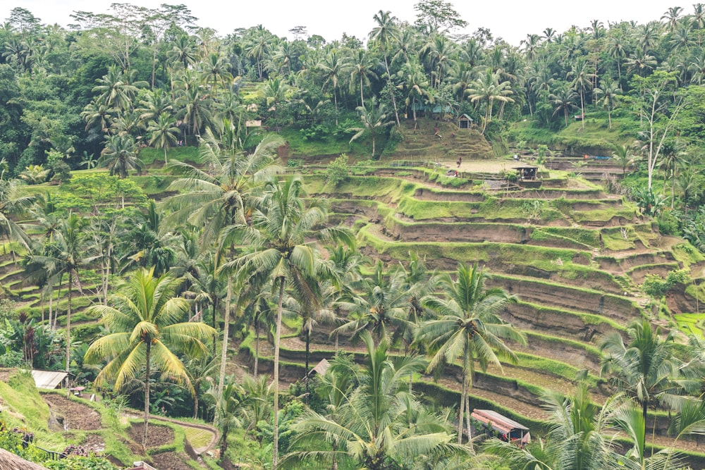 rice terraces and coconut palm trees under clear sky during daytime