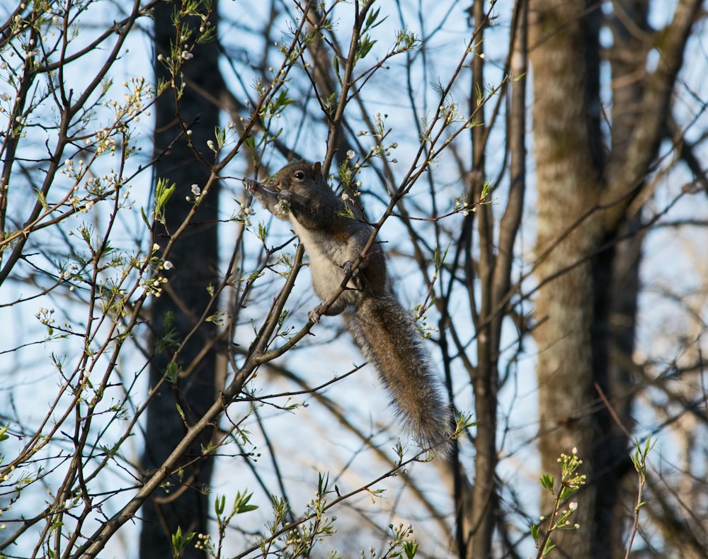 squirrel on tree branch at daytime