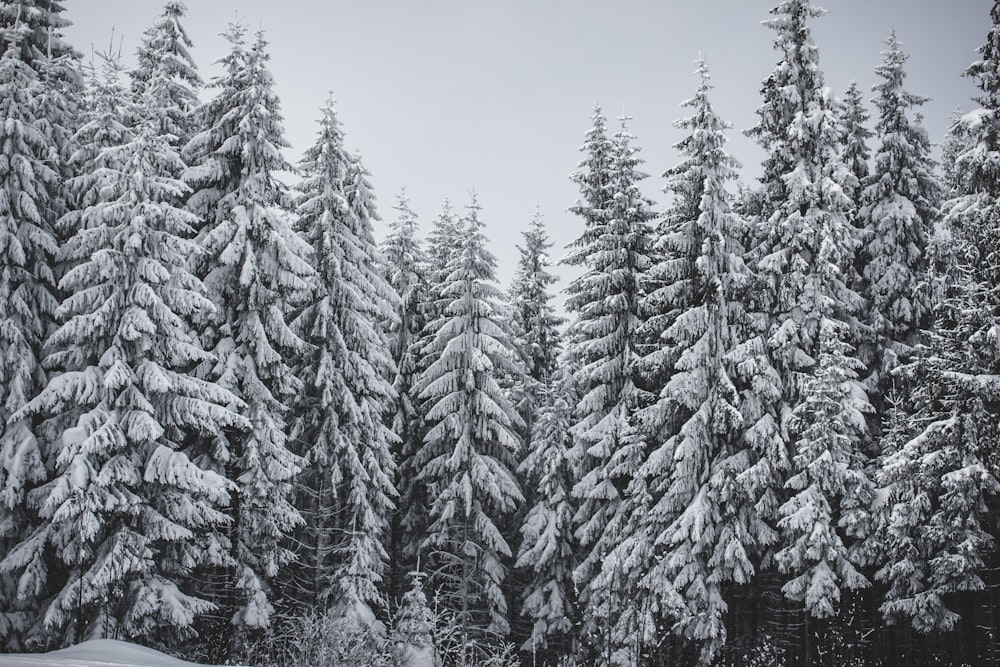 pine trees coated snow
