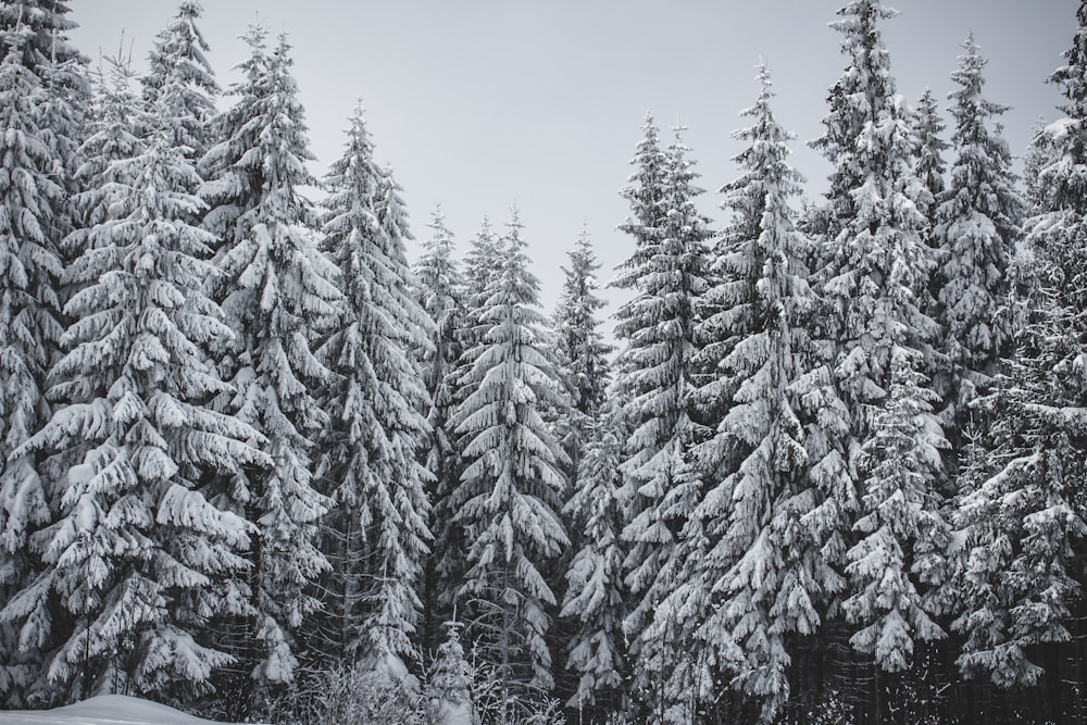 Kiefern bedeckten Schnee