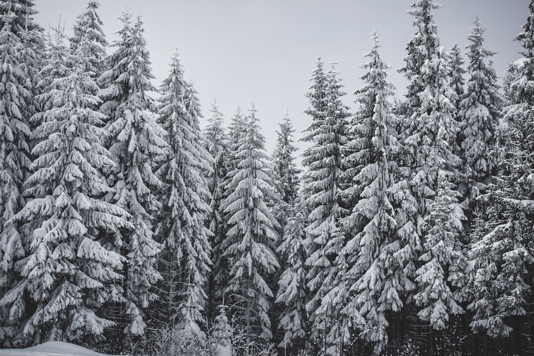 travelers stories about Spruce-fir forest in Zakopane, Poland