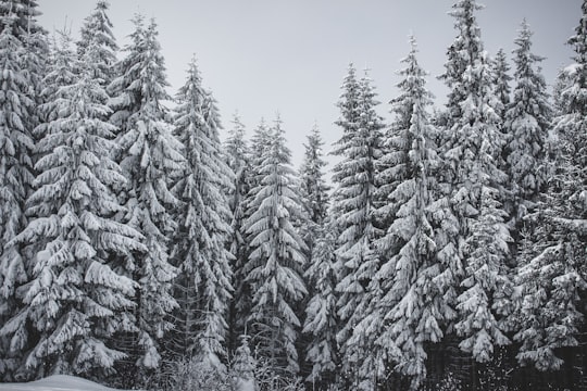 pine trees coated snow in Zakopane Poland