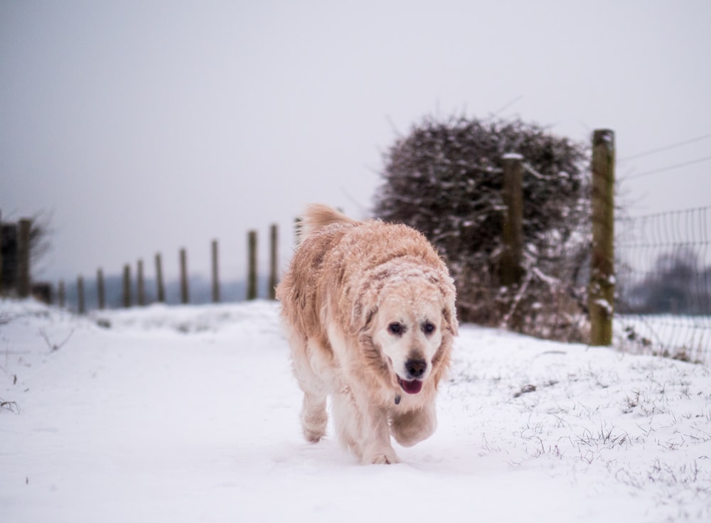 brown dog walking through to gate