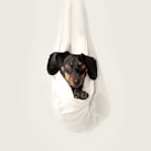 Dachshund resting on white hanged fabric