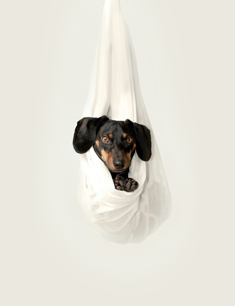 Dachshund resting on white hanged fabric
