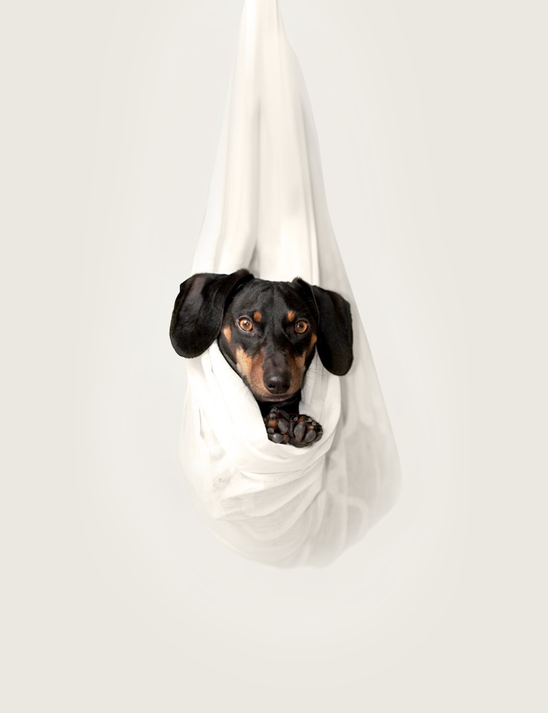 Memory Foam Pet Bed