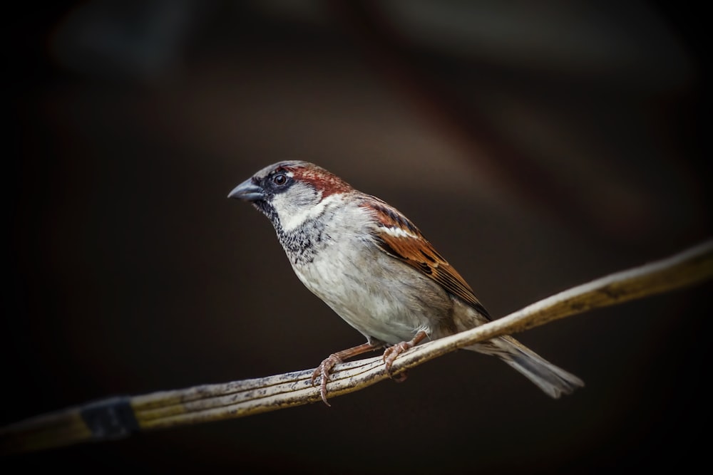 white and brown bird