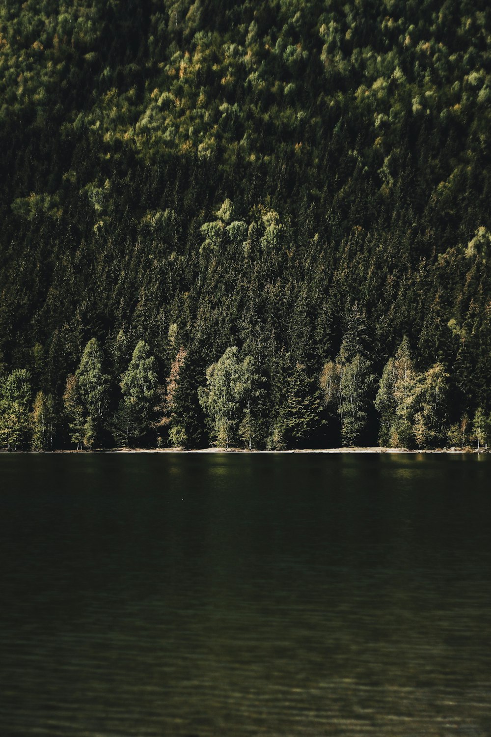 Landschaftsfotografie eines Gewässers neben einem grünen, mit Bäumen bewachsenen Berg