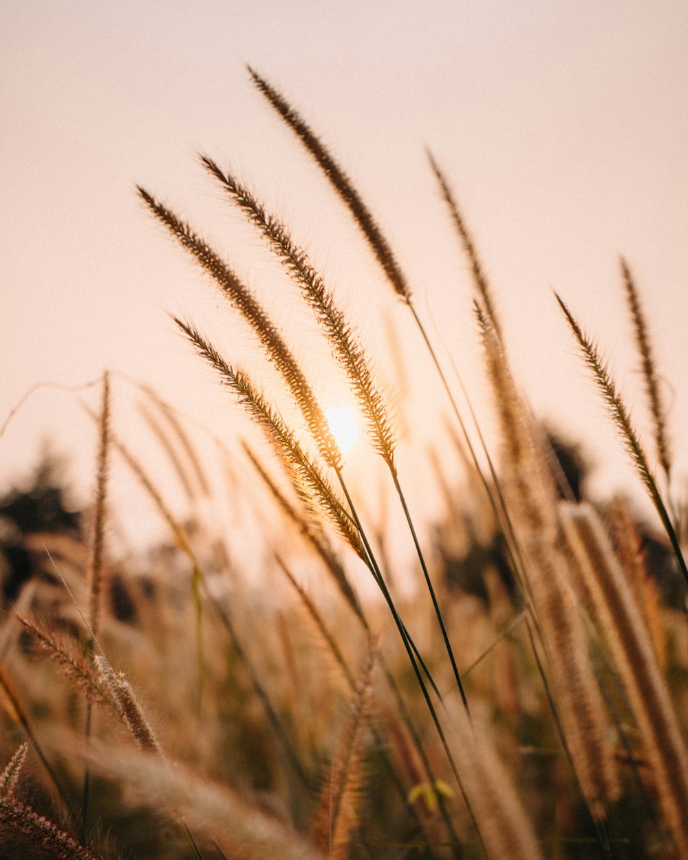 photo of wheat